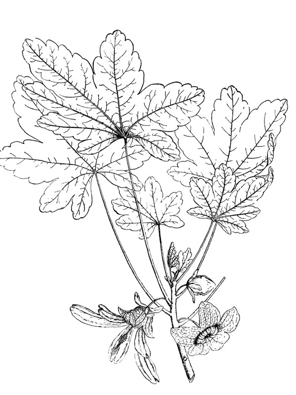 Lavatera insularis