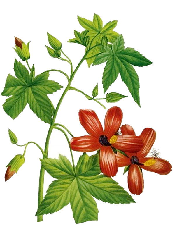 Lavatera phoenicea