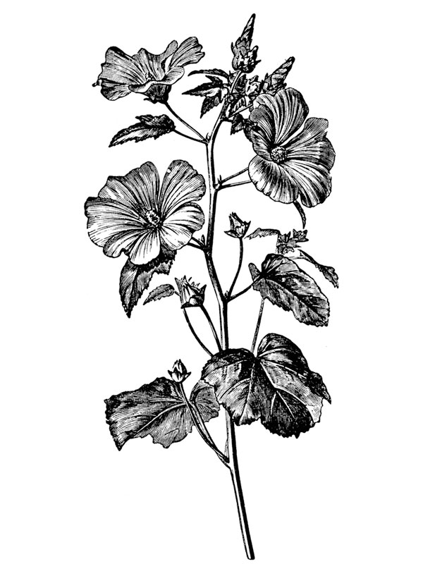 Lavatera trimestris