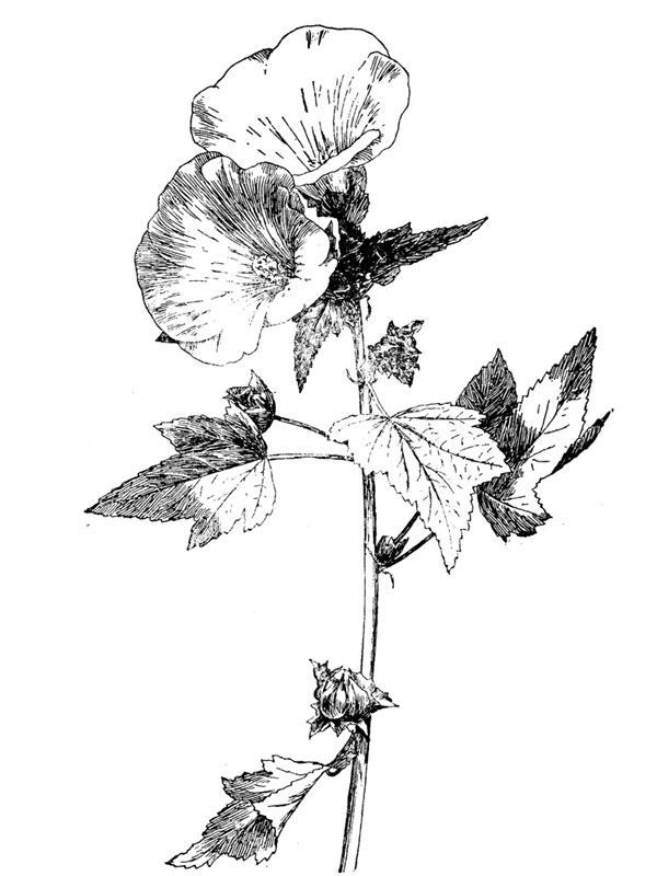 Lavatera trimestris