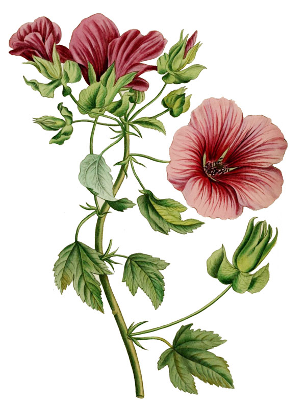 Malope trifida