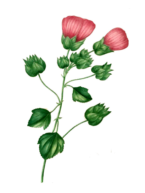 Malope trifida
