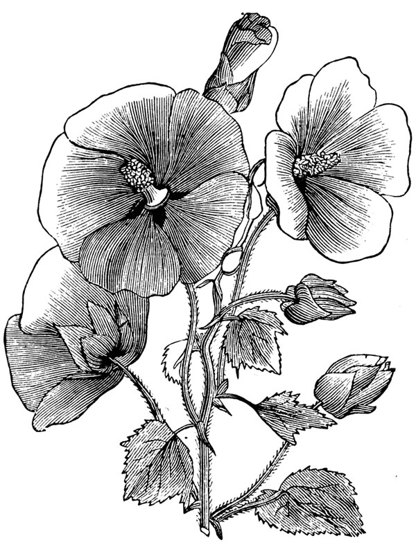 Malope trifida