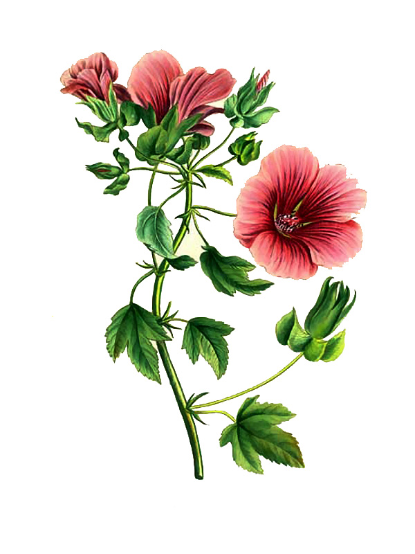 Malope trifida