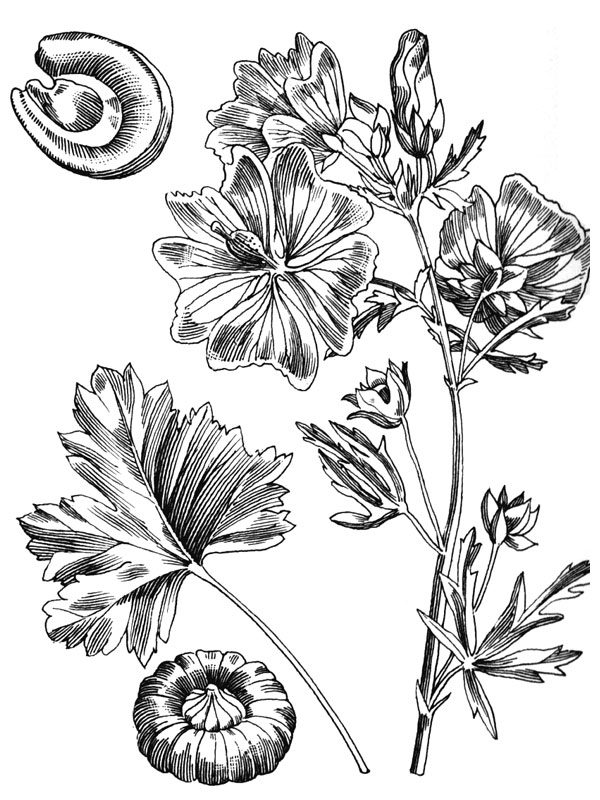 Malva alcea