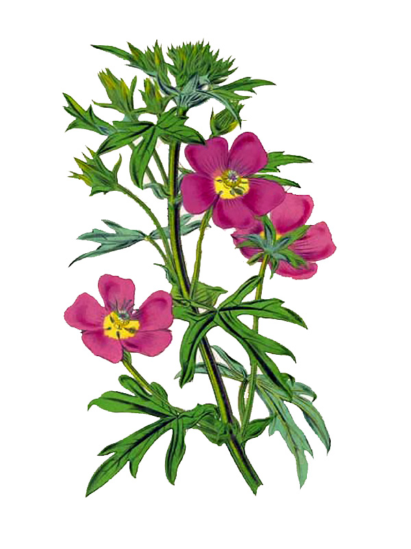Malva involucrata