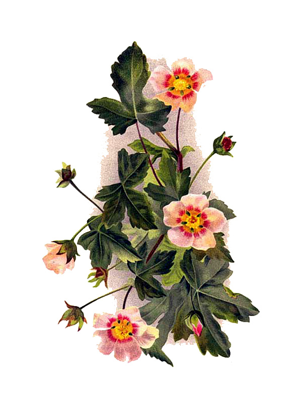 Malva lateritia