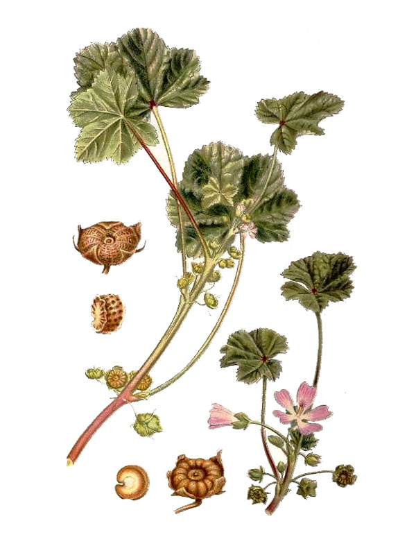 Malva neglecta