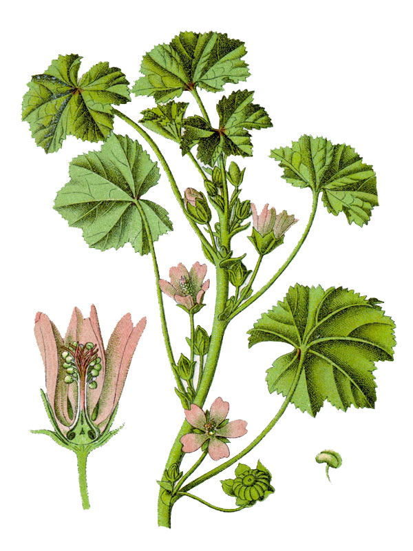 Malva neglecta