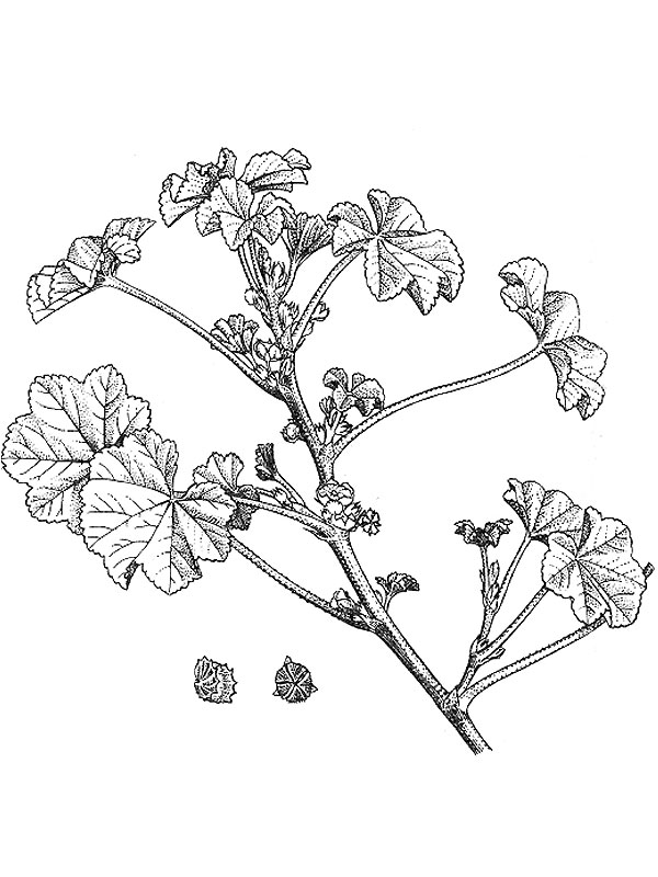Malva parviflora