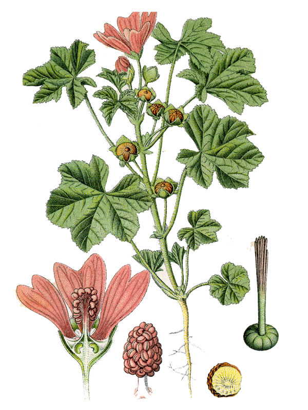 Malva sylvestris