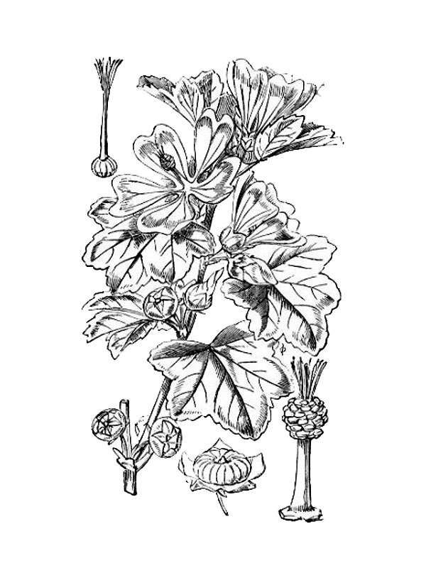 Malva sylvestris