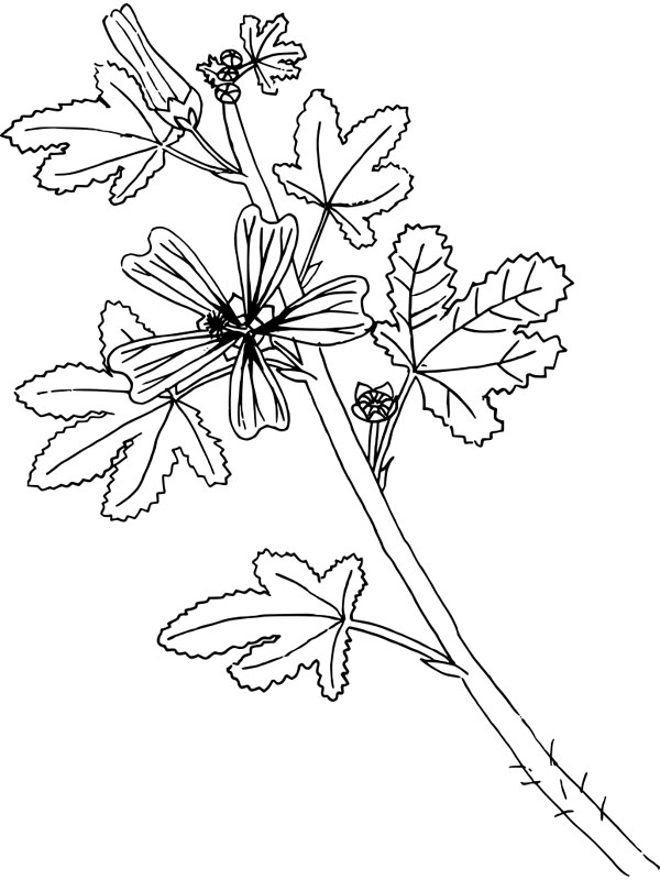 Malva sylvestris