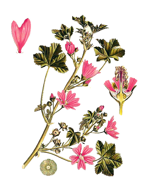 Malva sylvestris