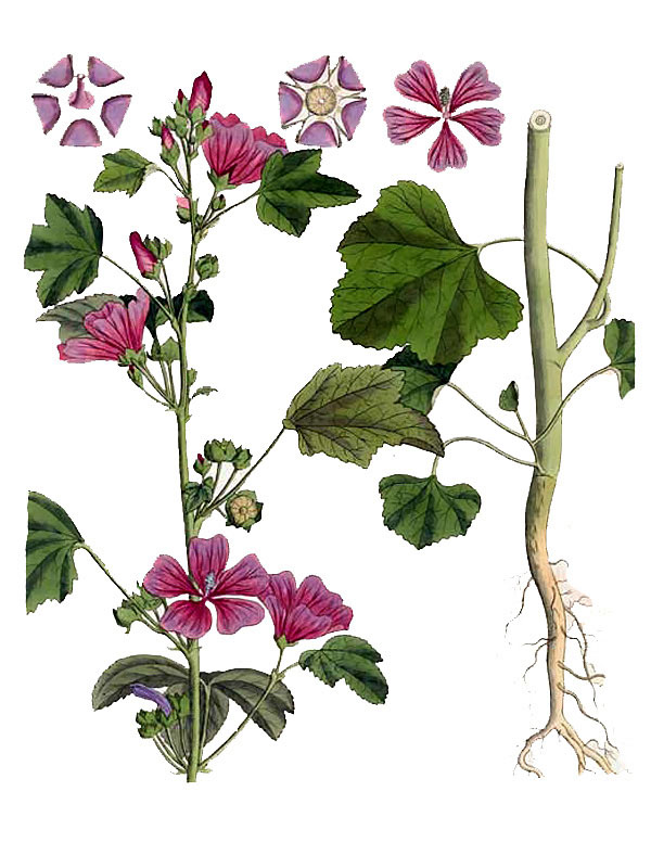 Malva sylvestris