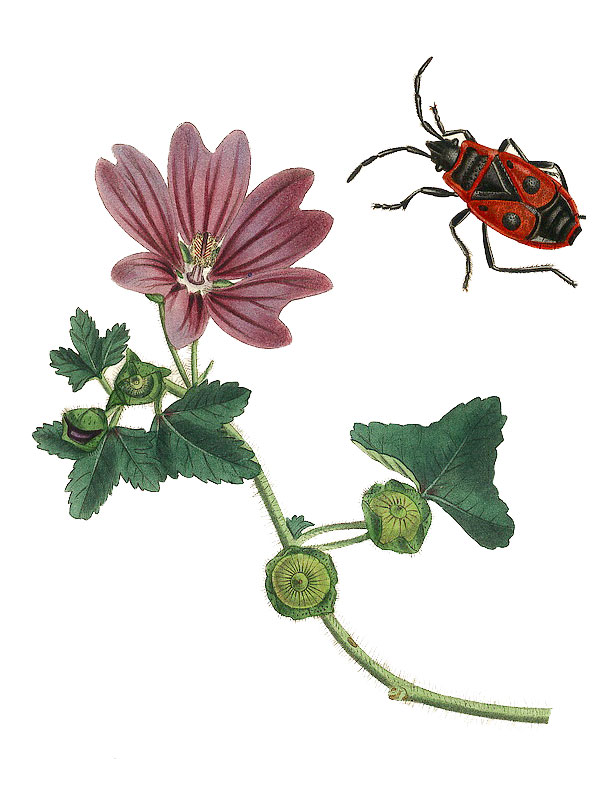 Malva sylvestris