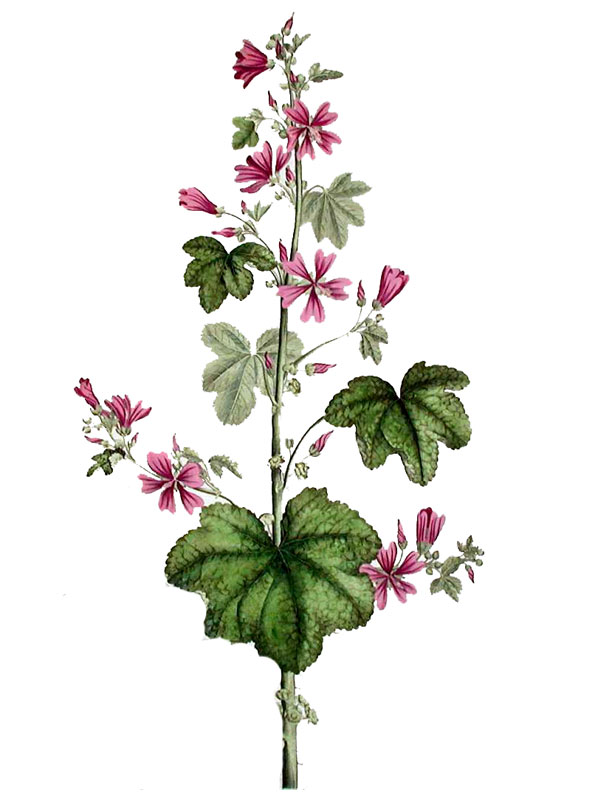 Malva sylvestris
