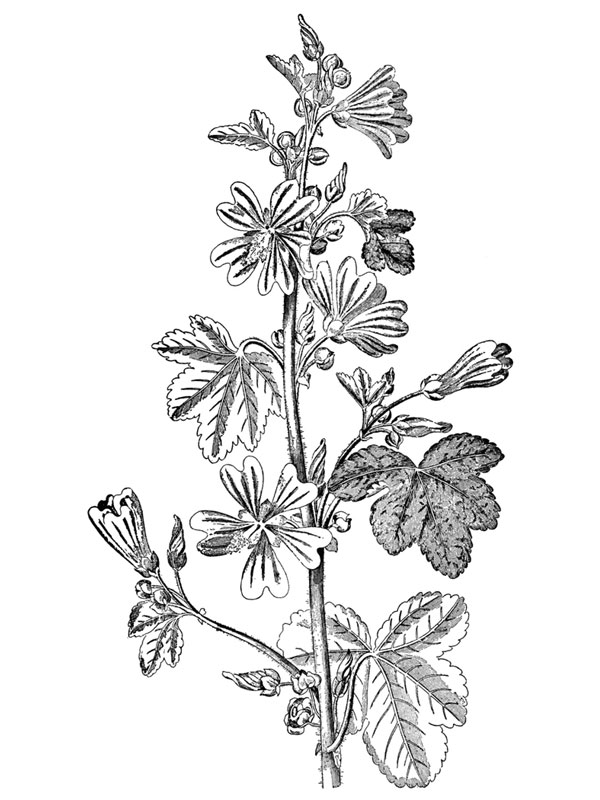 Malva sylvestris