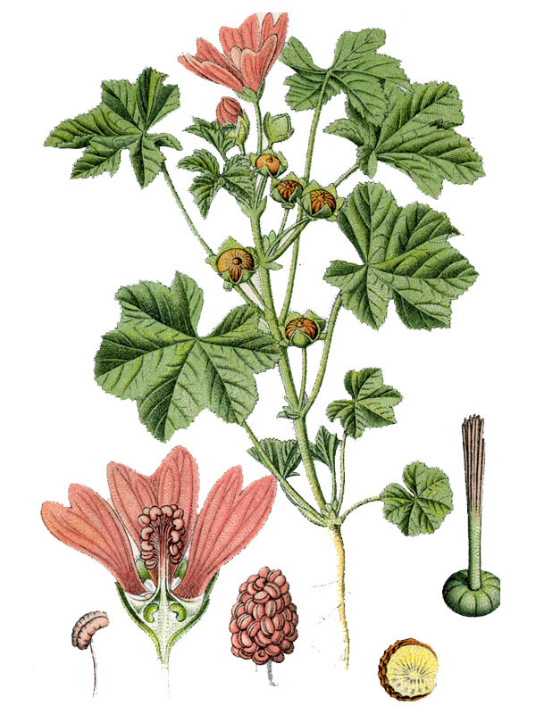 Malva sylvestris
