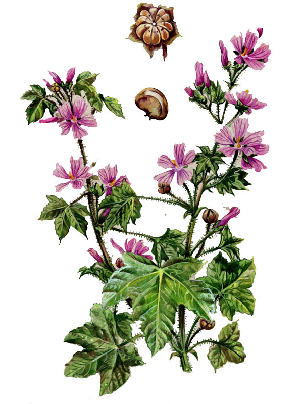 Malva sylvestris