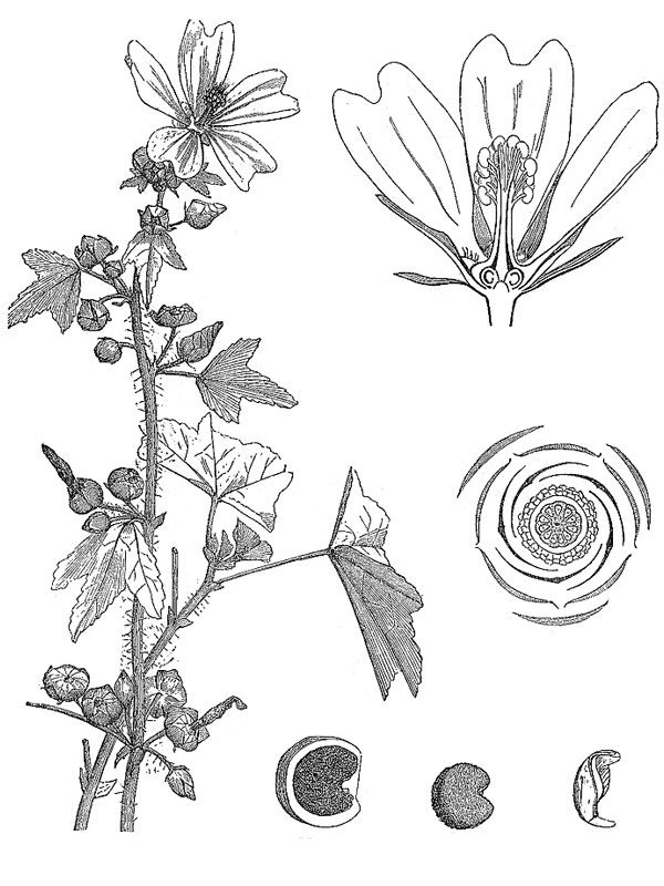 Malva sylvestris