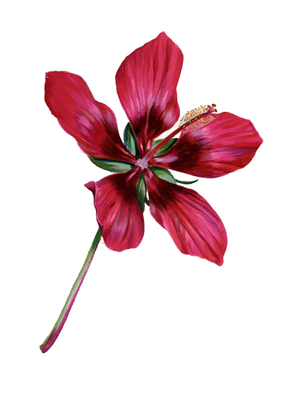 Malvaviscus arboreus