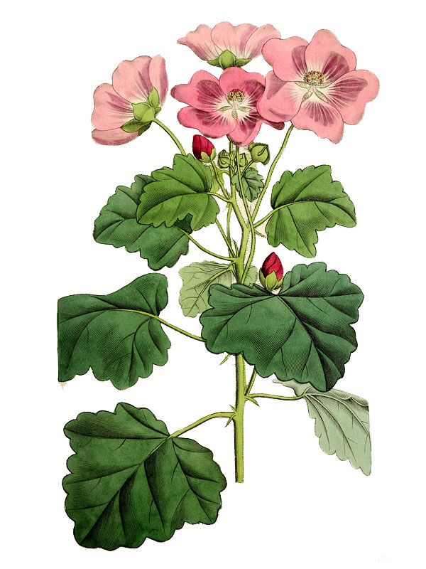 Palaua rhombifolia