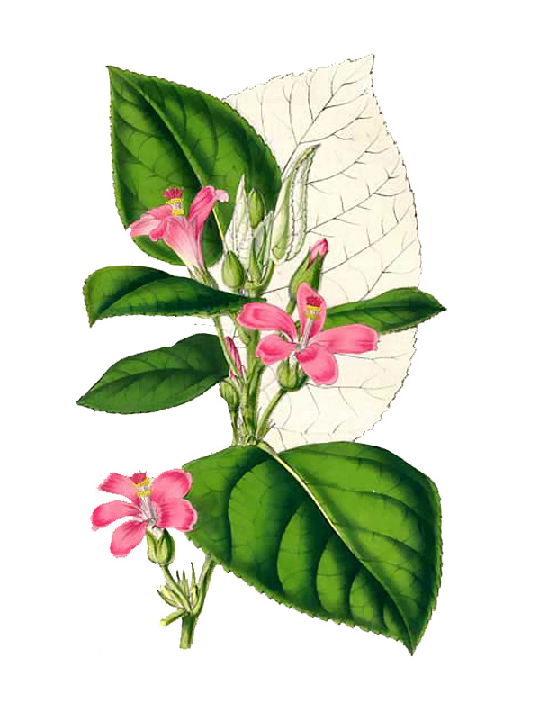 Pavonia malacophylla