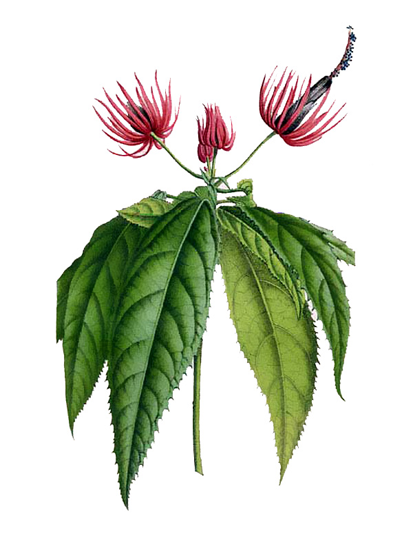 Pavonia wioti