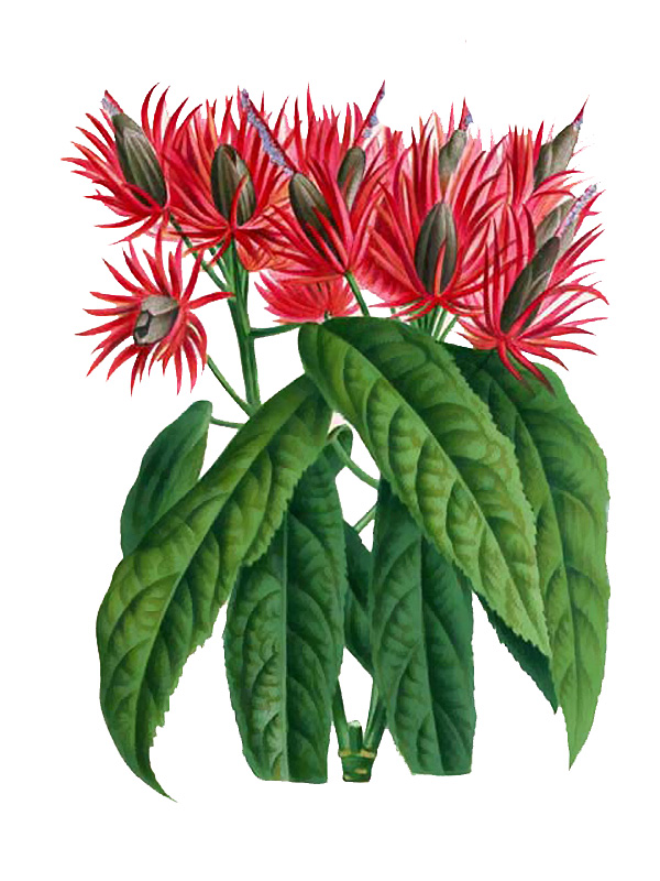 Pavonia wioti