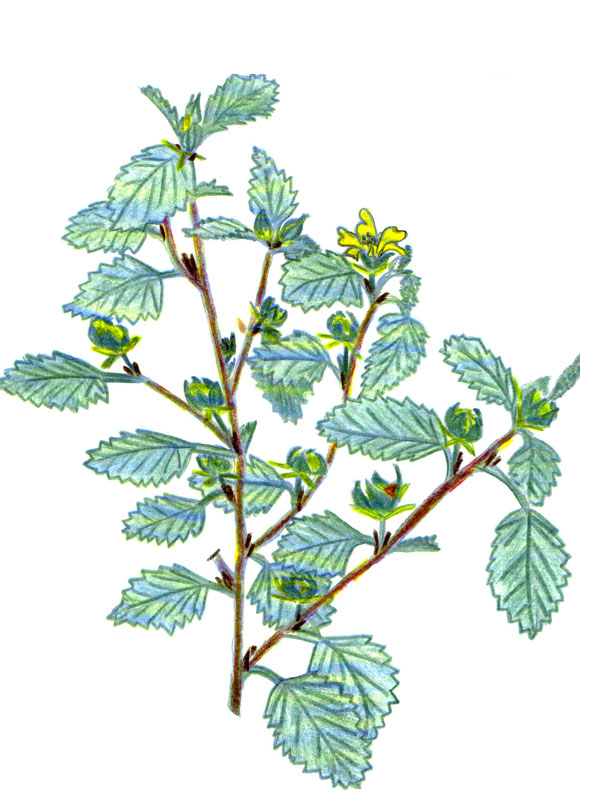 Sida acuta