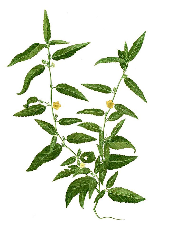 Sida acuta