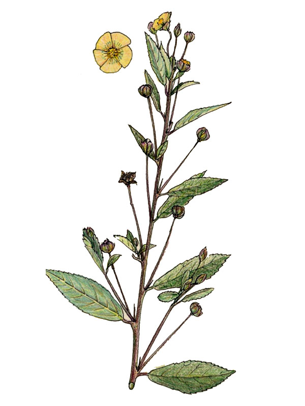 Sida acuta