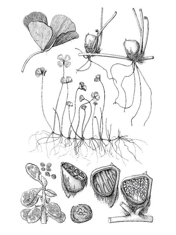 Marsilea batardae