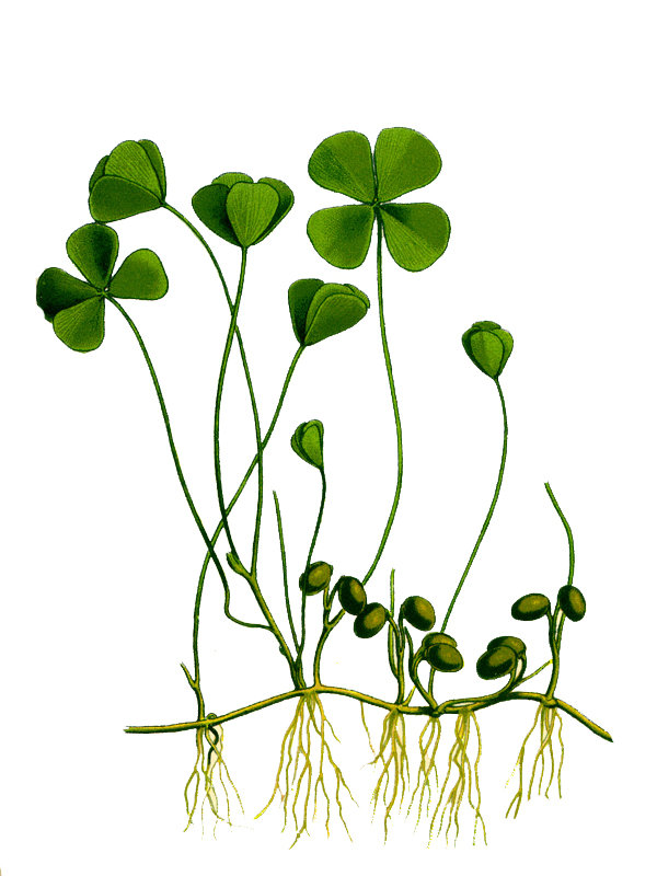 Marsilea quadrifolia