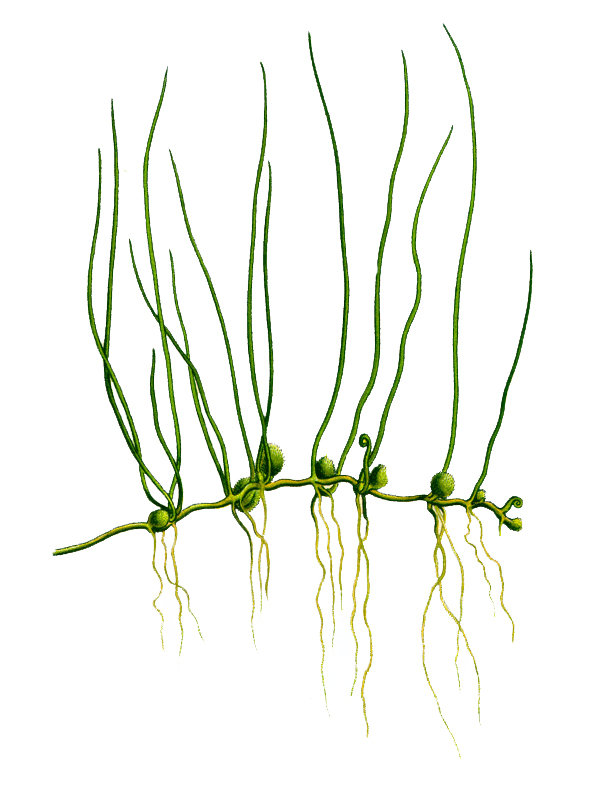 Pilularia globulifera