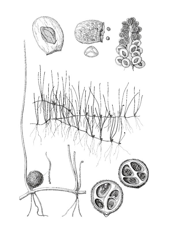 Pilularia globulifera