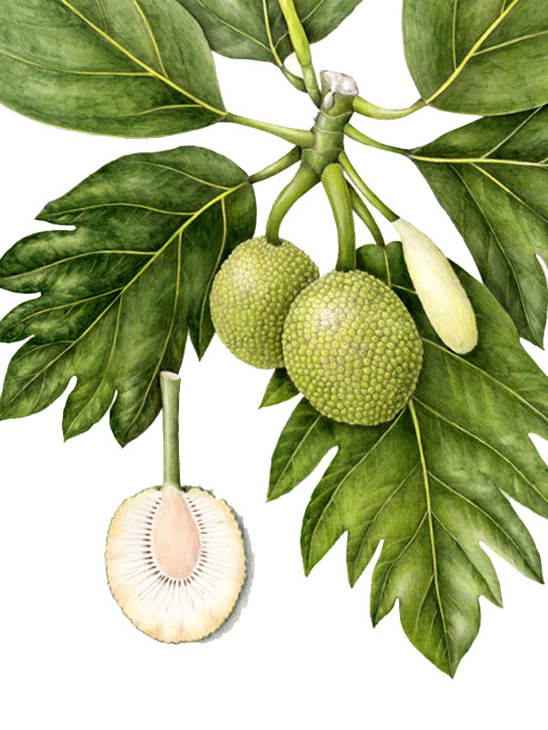 Artocarpus altilis