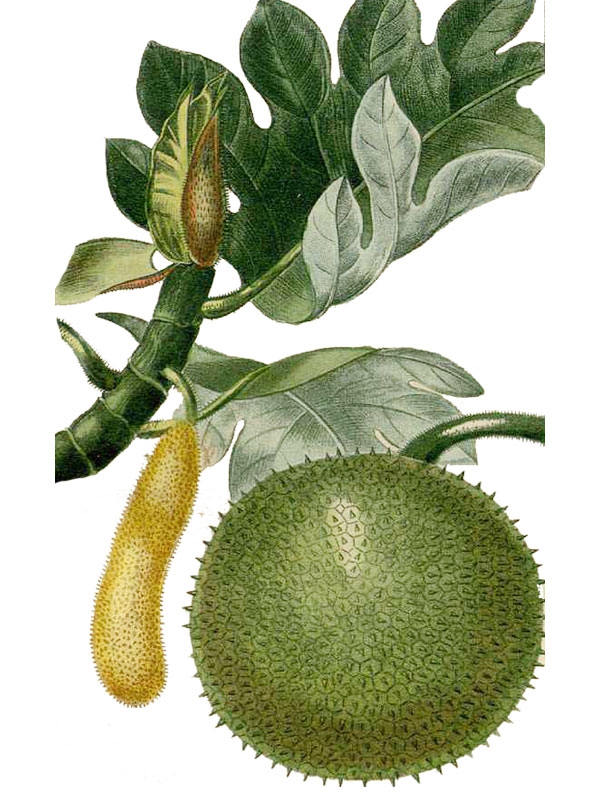 Artocarpus altilis