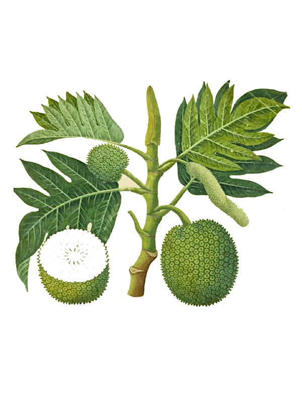 Artocarpus altilis