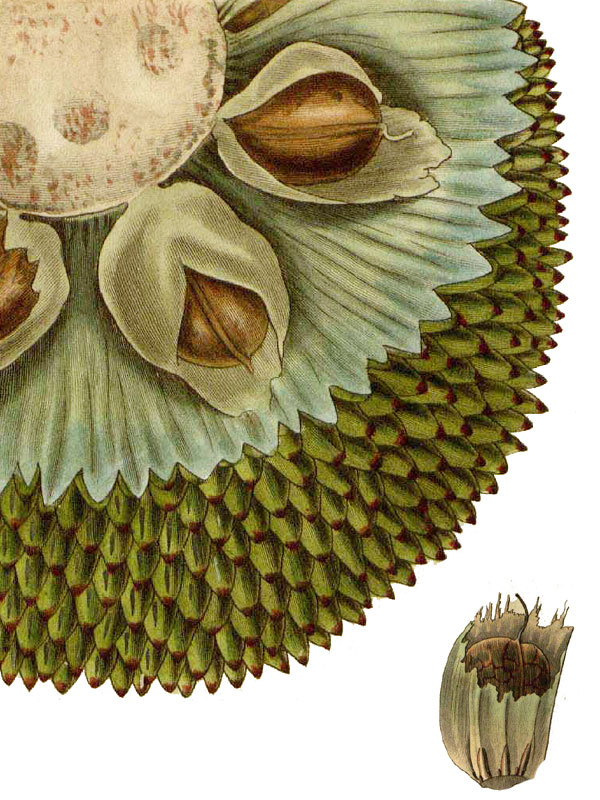 Artocarpus altilis