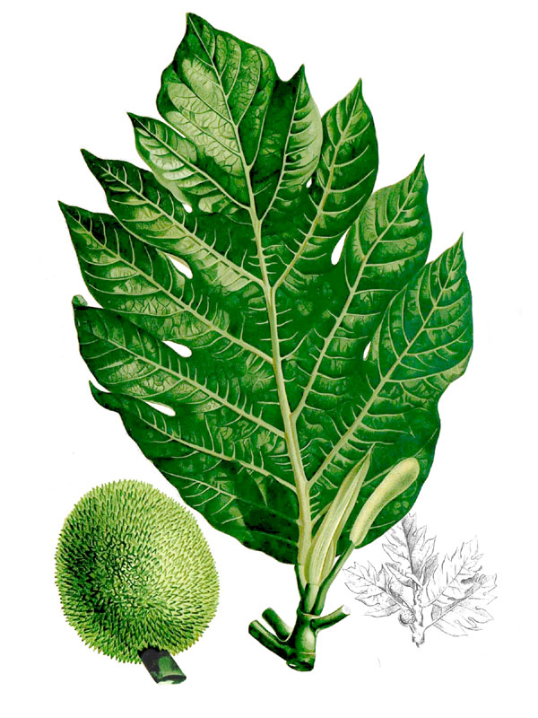 Artocarpus camansi