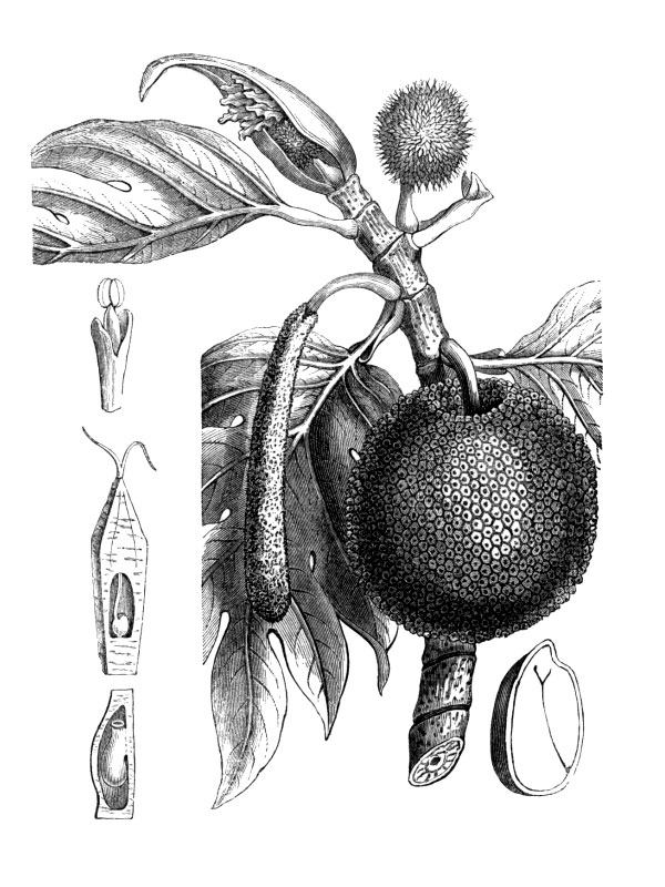 Artocarpus incisa