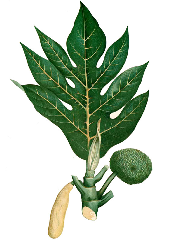 Artocarpus incisus