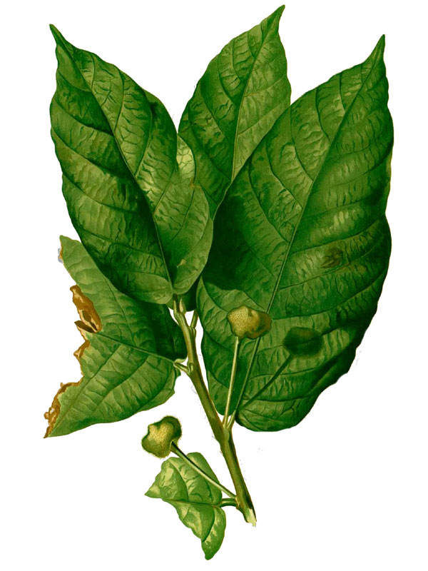 Artocarpus ovatus