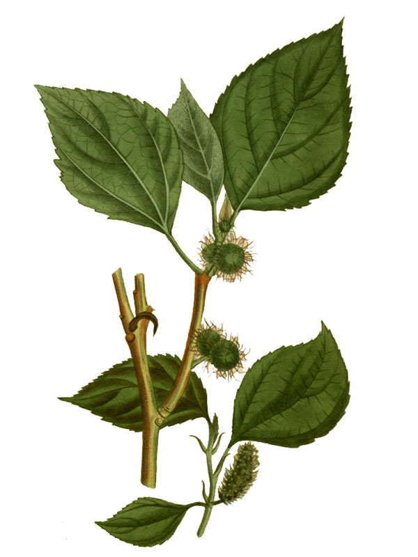 Broussonetia papyrifera