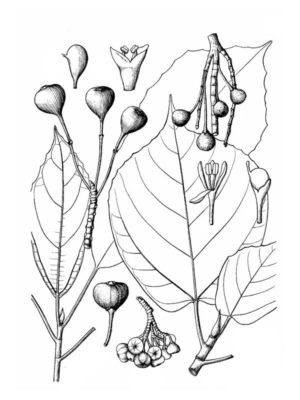 Ficus auriculata