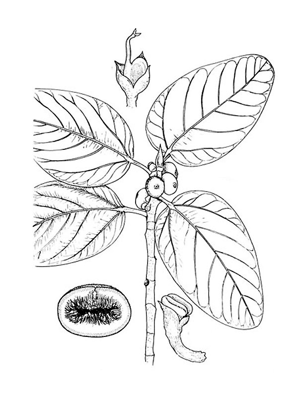 Ficus benghalensis
