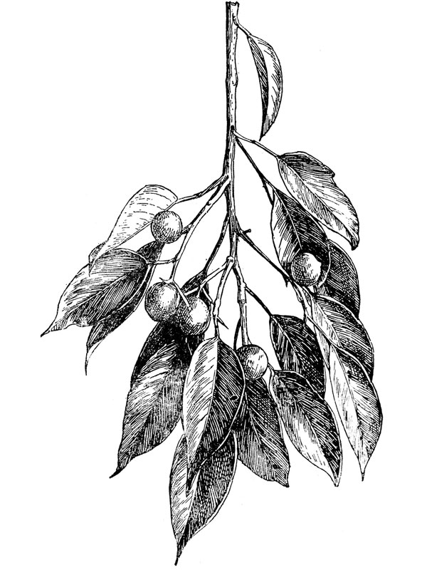 Ficus benjamina