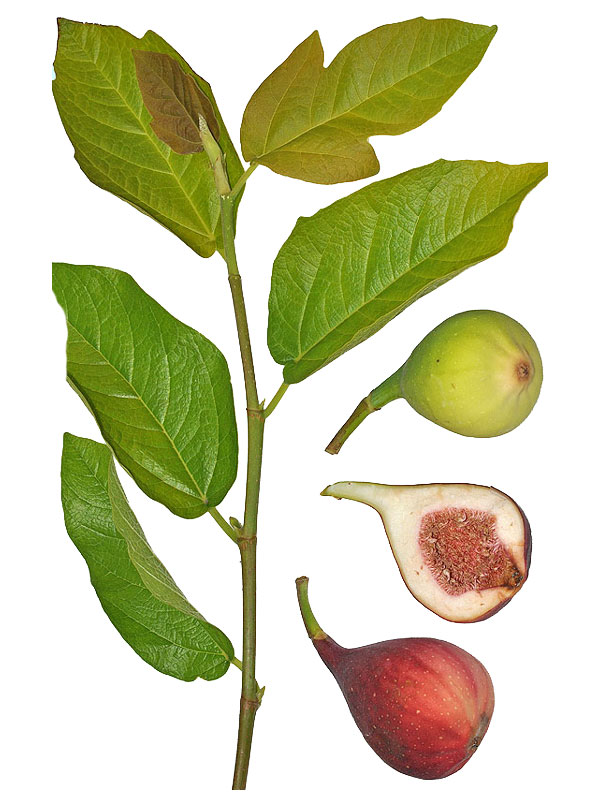 Ficus carica